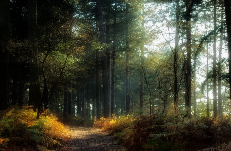 A path through the forest